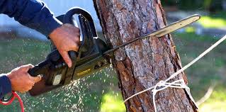 Trusted Suncook, NH Tree Care Experts